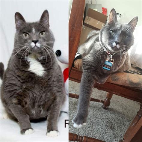 Adopt a senior cat instead of a kitten. My cousin saw this 20lb senior cat available for adoption ...