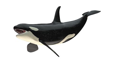 Isolated Killer Whale Orca Open Mouth Right Diagonal Tail Up View On