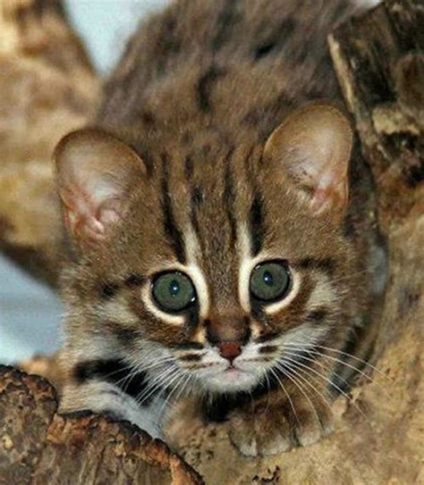Worlds Smallest Wild Cats Rusty Spotted Cats Make Appearance In