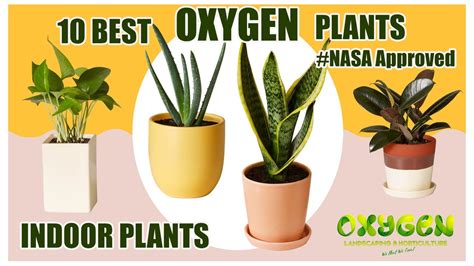 10 Best Oxygen Indoor Plants Nasa Certified These Plants In House To