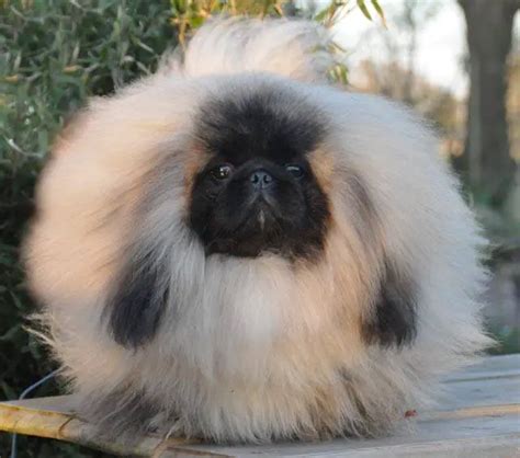 Pekingese Puppy Pictures Puppy And Pets