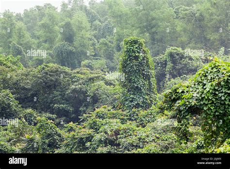 Jungle In The Fog Stock Photo Alamy
