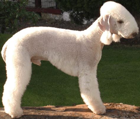 Dog breeds that dont shed and are hypoallergenic. Hypoallergenic Dog Breeds - Dogs that don't shed - K9 Research Lab