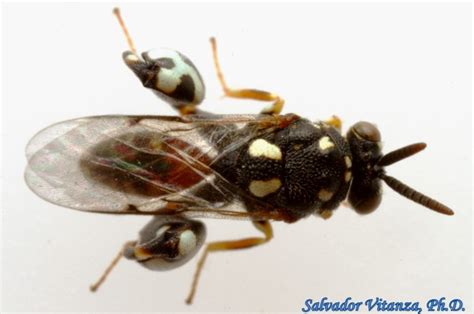 Hymenoptera Chalcididae Conura Dema Chalcid Wasps Male E Urban
