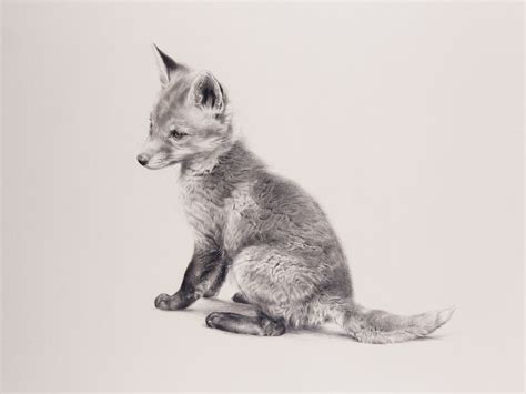 Sitting Fox Cub Graphite Drawing By Artist Jonathan Pointer Fox Drawing