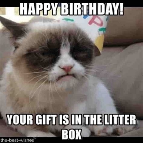 Happy Birthday Meme Sister With Cat Happybirthdaymeme Birthdaymemes Happybirthdaymemefunny