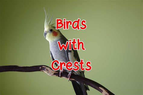 40 Birds With Crests Tufted Heads Pictures And Identification