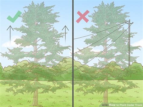 How To Plant Cedar Trees With Pictures Wikihow