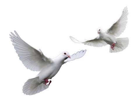 Free Wedding Doves Png Download Free Wedding Doves Png Png Images
