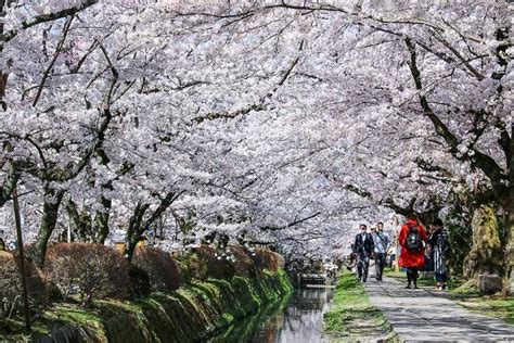 Where Can I See Cherry Blossoms In Kyoto