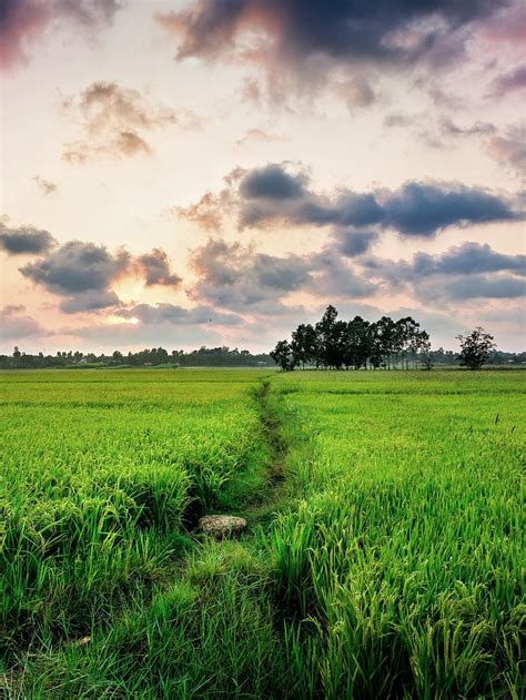 Free Download Nature Green Crops Paddy Bangladesh Landscape