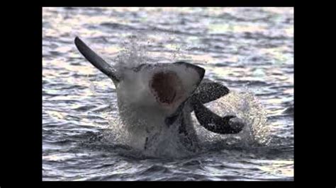 Great White Shark Animal I Have Become Youtube