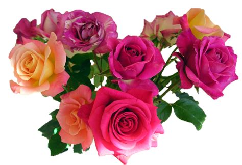 Bouquet Of Roses Png Hd Transparent Bouquet Of Roses Hdpng Images