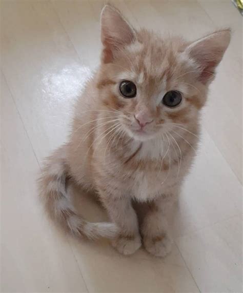 Beautiful Ginger Tabby Male Kitten For Sale In Oxford Oxfordshire