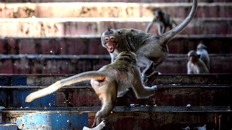 Thousands Of Aggressive Sex Crazed Monkeys Form Rival Gangs Take Over