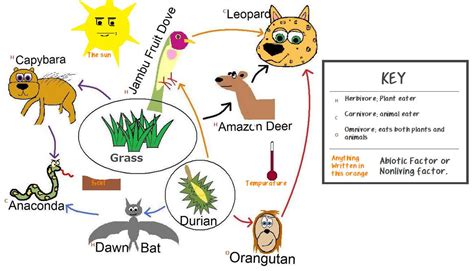 Food chain of animals in the rain forest sciencing. Search Results for "Tropical Rainforest Food Chains ...