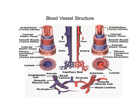 Blood Vessels Labeled Diagram Histological Structure Of A Blood The