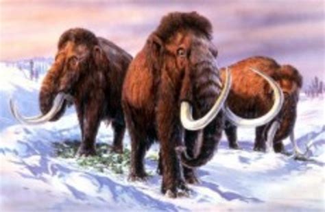 Baby Woolly Mammoth Found In Russias Arctic · The Daily Edge