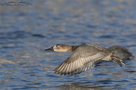 Canvasback Hen In Flight On A Winter Afternoon On The Wing Photography