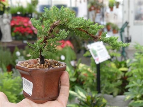 The saguaro cactus doesn't grow a branch until it's. Bonsai Is The Slowest-Growing Trend In Gardening - 27 East