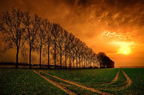 Sunset Over Trees In Park