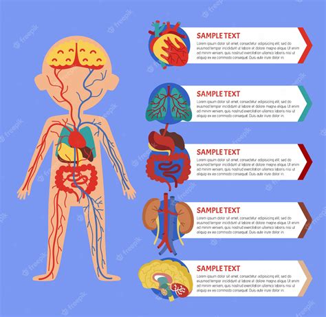 Infográfico De Saúde Com Anatomia Do Corpo Humano Vetor Premium