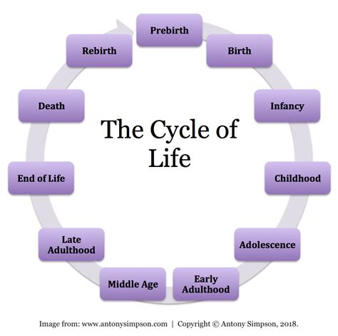 Stages Of Life Cycle