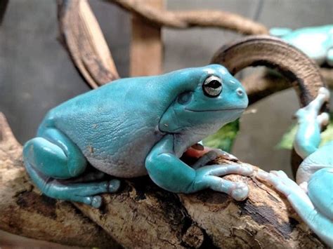 We did not find results for: White tree frog on a branch in 2021 | Whites tree frog ...