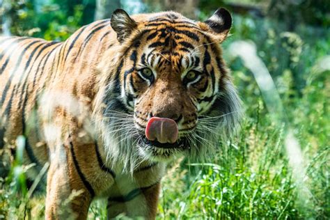 Best Safari Parks In The Uk The Ultimate Guide