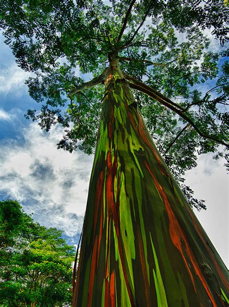 The Worlds Most Stunningly Weird And Beautiful Trees 15 Is Over 1500