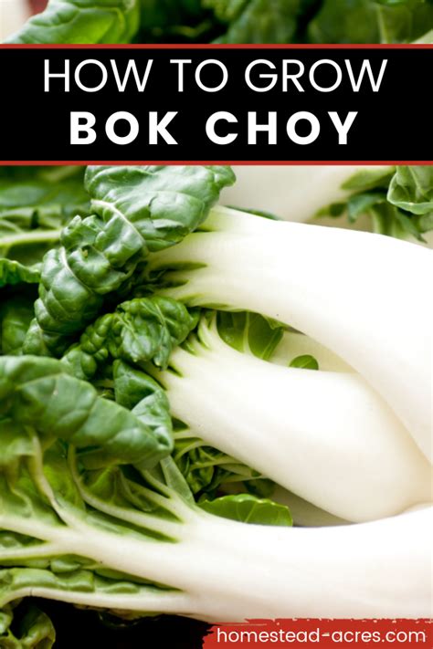 How To Grow Bok Choy Plant Care And Harvest In 2020 Growing Bok