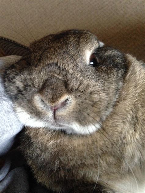 This Was My Bun Bun Rosie She Passed Away About Two Years Ago But I