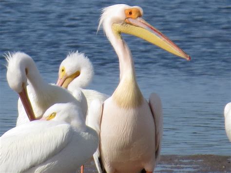 Florida Suncoast Birding Great White Pelican