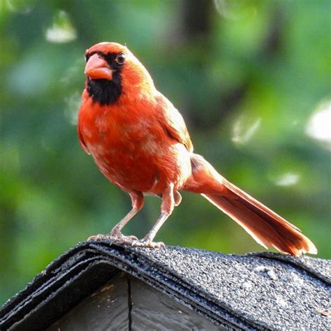 He Always Looks Grumpy Northern Cardinal In Dayton Ohio Rbirding