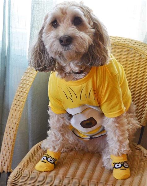 40 Funny Dog Halloween Costumes For The Silliest Pup You Know Best