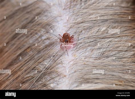 Big Ticks On Dog Hi Res Stock Photography And Images Alamy