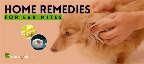 11 Simple And Best Home Remedies For Ear Mites That Work Naturally