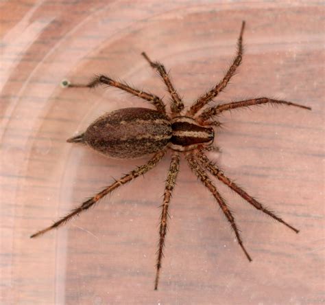 Brown Recluse Spider Identify