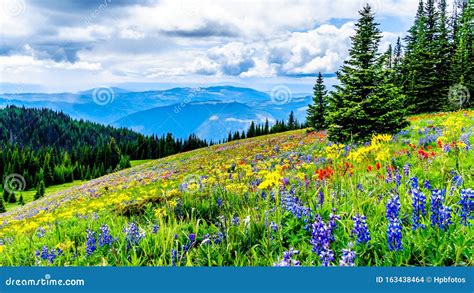 Alpine Meadows Filled With An Abundance Of Wildflowers In Sun Peaks In