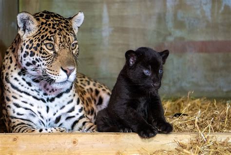 Rare Black Baby Jaguar Born At The Big Cat Sanctuary In England