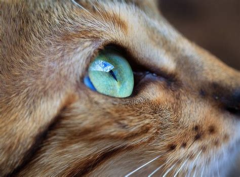 Animal Beautiful Blue Cat Eye Image 422770 On