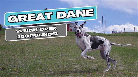 Great Danes Unleashed Fascinating Facts About The Gentle Giants Youtube