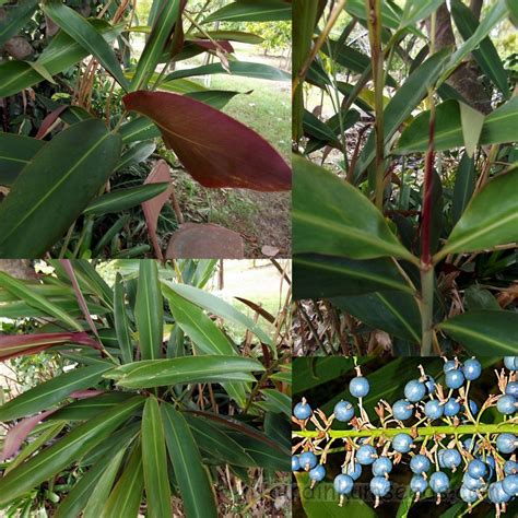 Alpinia Caerulea Atherton Red Back Native Ginger Seeds Fair Dinkum