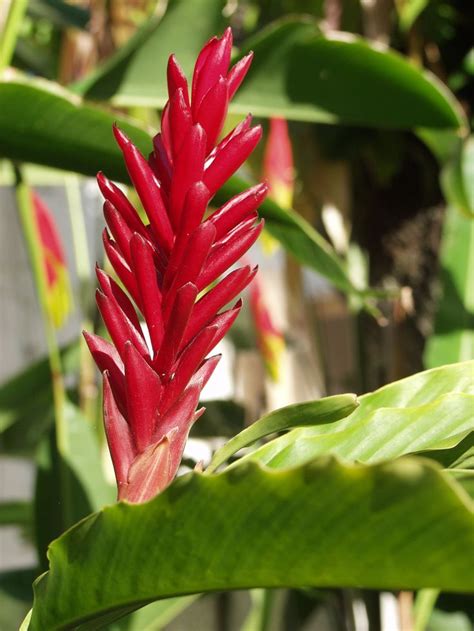 We offer fashion and quality at the best price in a more sustainable way. fleurs - ile de la réunion - océan indien
