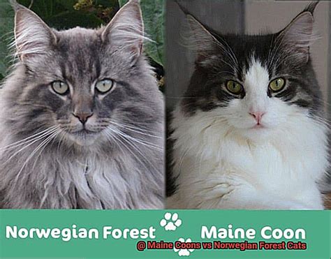 Maine Coons Vs Norwegian Forest Cats