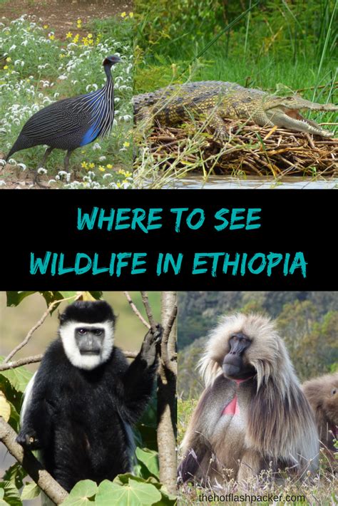 Ethiopian Animals What You Can See And Where