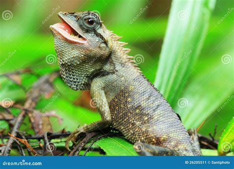 Lizard Thailand Discover Stock Image Image Of Macro 26205511