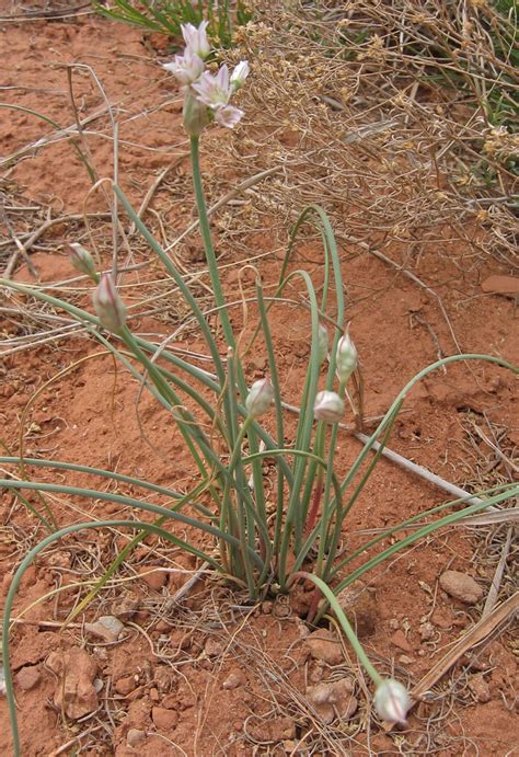 Wild Onion Edible And Useful Plants In Fort Bend County · Inaturalist