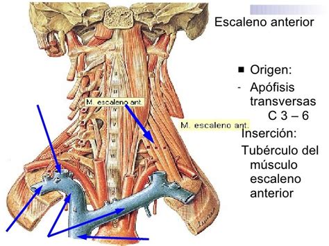 Musculos Autoctonos Del Cuello