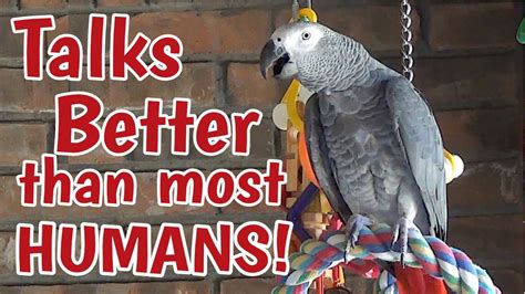 Einstein Parrot Can Talk Better Than Most Humans Youtube